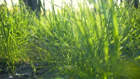Beautiful forest grass through the rays of the sun Stock Footage 132502112