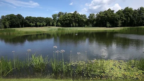 Beautiful forest lake Stock Footage 77416659