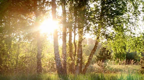 Beautiful forest landscape in the evening 動画素材 23476910
