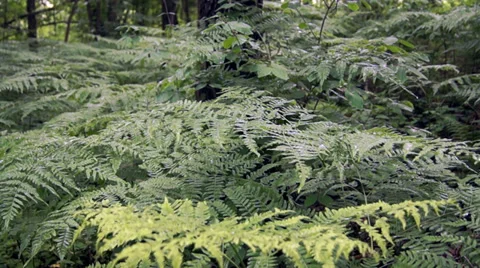 Beautiful forest landscape Vidéo 39840583