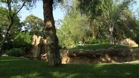 Beautiful forest landscape Stock Footage 79398198