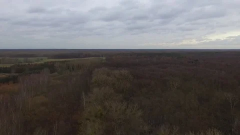 Beautiful forest landscape Stock Footage 82817123