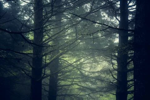 Beautiful forest landscape. Stock Photos