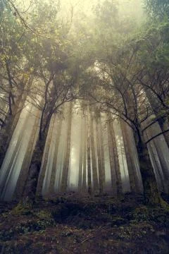 Beautiful forest landscape. Stock Photos