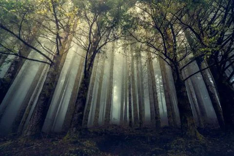 Beautiful forest landscape. Stock Photos