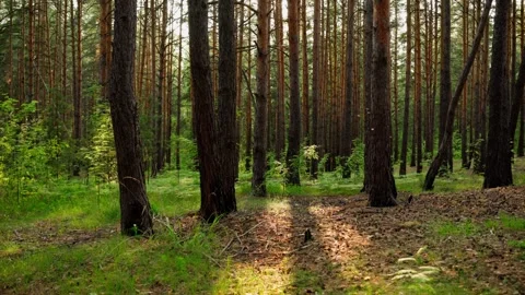 Beautiful forest landscape, pine forest. Insects fly, sunlight. Stock Footage 310957498