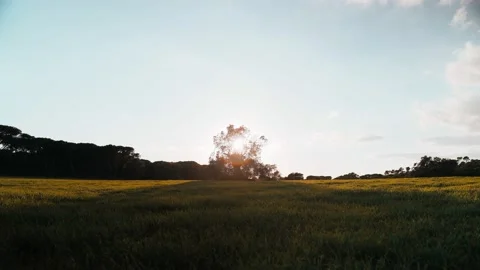 Beautiful forest landscape in the rays of the setting sun. Golden hour in the Video stock 147209795