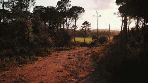 Beautiful forest landscape in the rays of the setting sun. Golden hour in the Stock Footage 147210244