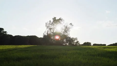 Beautiful forest landscape in the rays of the setting sun. Golden hour in the Stock Footage 147329202
