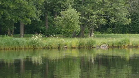 Beautiful forest landscape reflected in the calm water Stock Footage 113144699