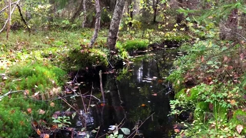 Beautiful forest landscape, river in the foreground Stock Footage 332370005