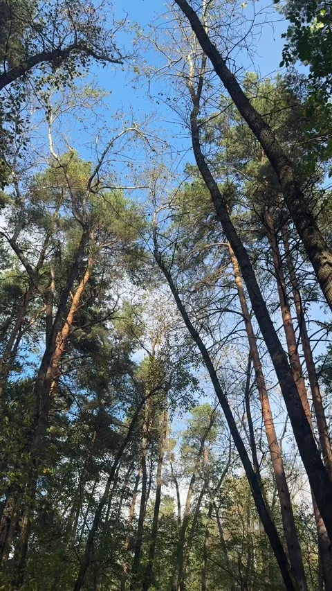 Beautiful forest landscapes Stock Footage 346488523