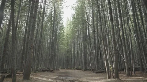 Beautiful Forest of Lodgepole Pine Spruce Tree with Tall Trunk Stock Footage 218343756