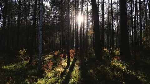 Beautiful forest with long trees trunks, green grass and shining sunset. Sun Stock Footage 86771250