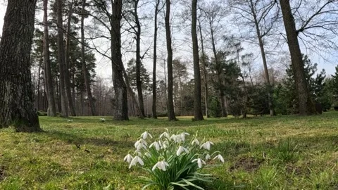 In a beautiful forest, in the middle of a clearing, snowdrops bloom Stock Footage 238584785