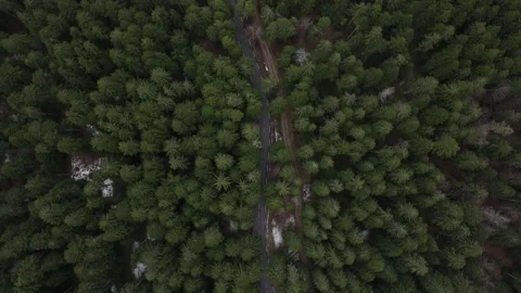 Beautiful Forest In The Mountain Stock Footage 246738699