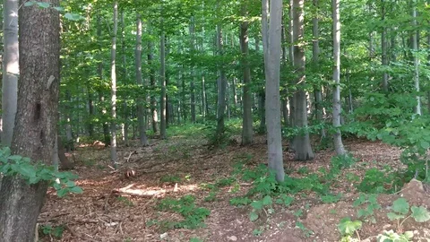 Beautiful forest in the mountain in the summer Vídeo Stock 111700589