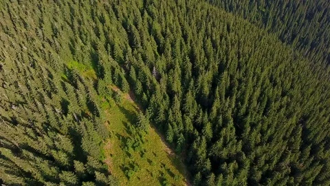 Beautiful forest in mountain. Top view Video stock 79997796