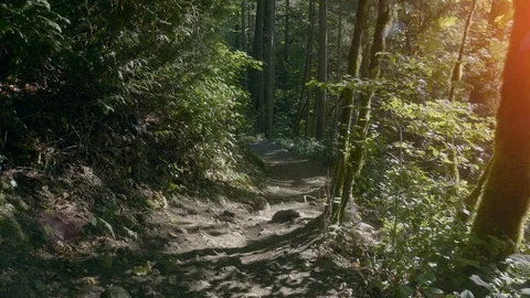 Beautiful Forest Nature Path, Green Tree Sun Light, National Park Foliage Woods Video stock 99671084