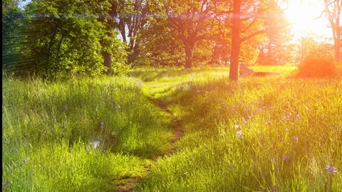 Beautiful Forest Nature Sun Light Green Landscape, Woods Foliage Sunlight Flare Stock Footage 87227906