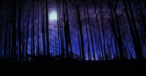 beautiful forest at night hd