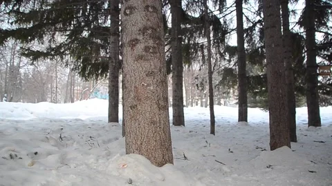 Beautiful forest or park, winter square with coniferous trees Stock-Footage 129708002