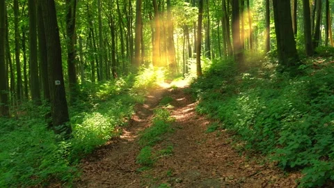 Beautiful forest pan shot Stock Footage 135405186