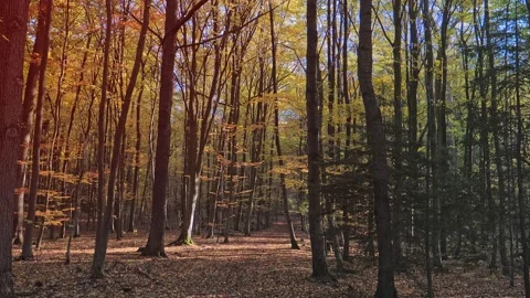 Beautiful forest in park Stock Footage 132522525