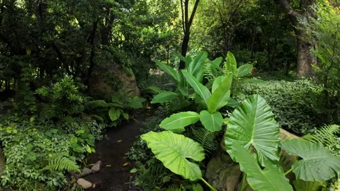 Beautiful Forest Park Stream Flowing 4K Video Stock Footage 317626632