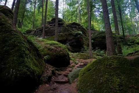 Beautiful forest path between Hinterhermsdorf and the Obere Schleuse Stock Photos
