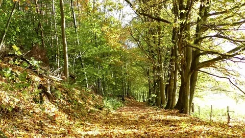 Beautiful forest path in between the woods and a pasture, autumn leaves Stock Footage 81474975