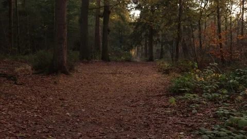 Beautiful Forest Path During Golden Hour In The Autumn Stock Footage 222117627