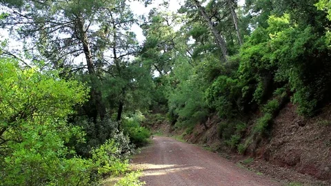 Beautiful forest path in summer Stock Footage 75300162