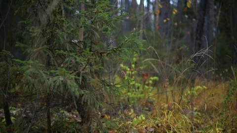 Beautiful forest pathway background illuminated by natural light Stock Footage 289138296