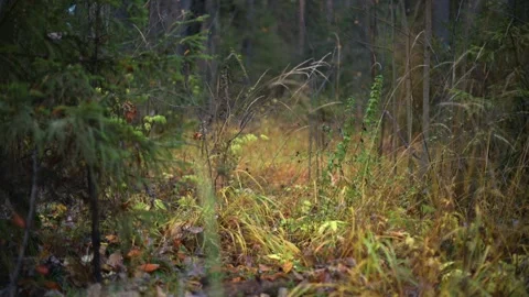 Beautiful forest pathway background illuminated by natural light Stock Footage 289138328