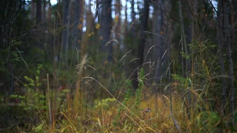 Beautiful forest pathway background illuminated by natural light Stock Footage 289138493