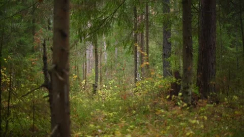 Beautiful Forest Pathway Surrounded by Lush Greenery and Tranquility Stock Footage 289135045