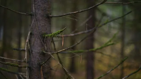 Beautiful Forest Pathway Surrounded by Lush Greenery and Tranquility Stock Footage 289138396