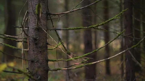 Beautiful Forest Pathway Surrounded by Lush Greenery and Tranquility Stock Footage 289147274