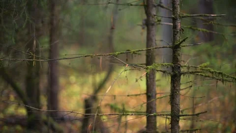 Beautiful Forest Pathway Surrounded by Lush Greenery and Tranquility Stock Footage 289237079