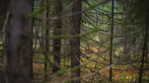 Beautiful Forest Pathway Surrounded by Lush Greenery and Tranquility Stock Footage 289237116