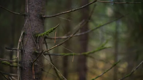 Beautiful Forest Pathway Surrounded by Lush Greenery and Tranquility Stock Footage 289237228