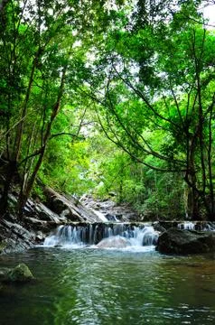 Beautiful forest Stock Photos