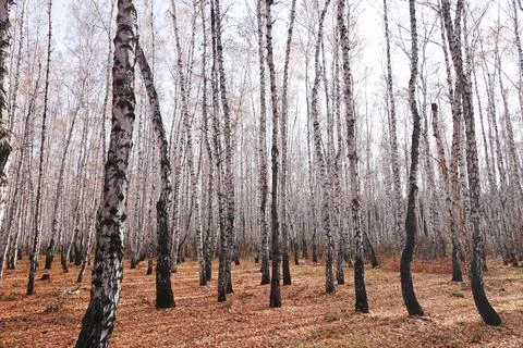 Beautiful forest Stock Photos