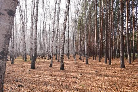 Beautiful forest Stock Photos