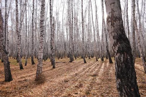 Beautiful forest Stock Photos