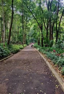 Beautiful Forest Stock Photos