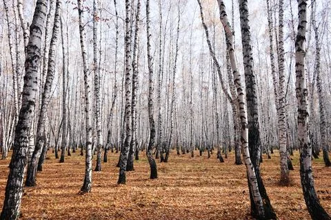 Beautiful forest Stock Photos