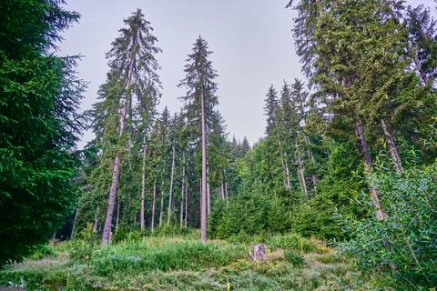Beautiful forest with pine trees Stock Photos