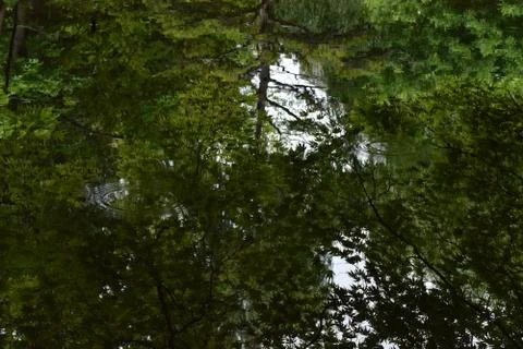The beautiful forest reflection on the water surface in Sapporo Japan Stock Photos